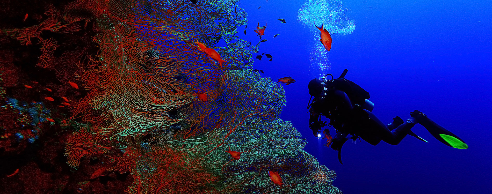 Splash Down Diving Adventures